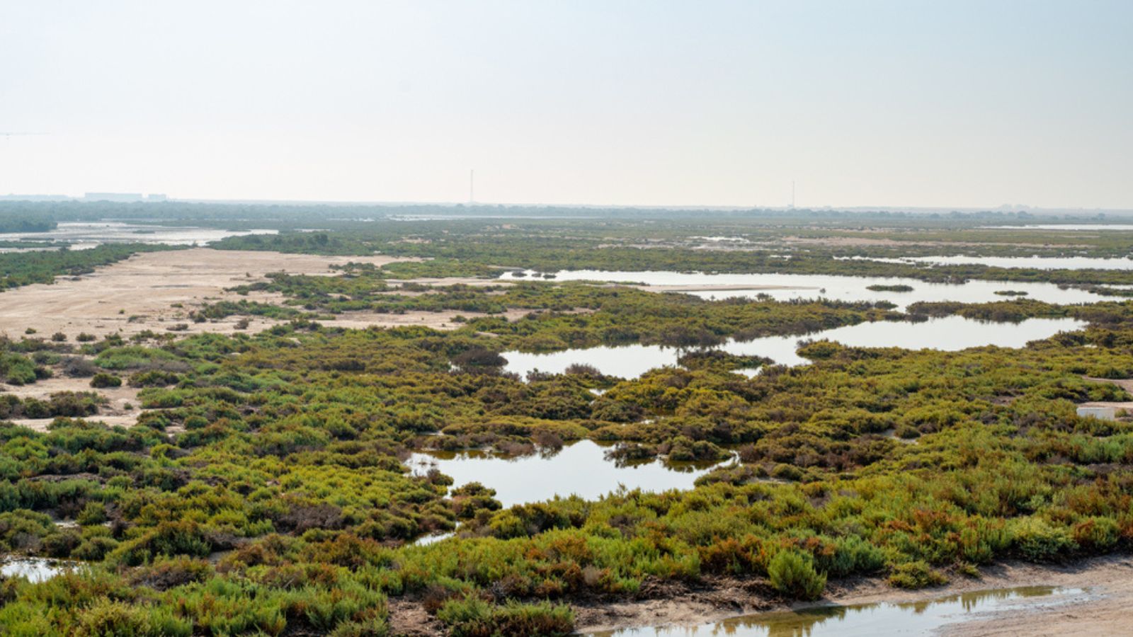 Purple Island full of Mangrove in Alkhor, Qatar. Thakira