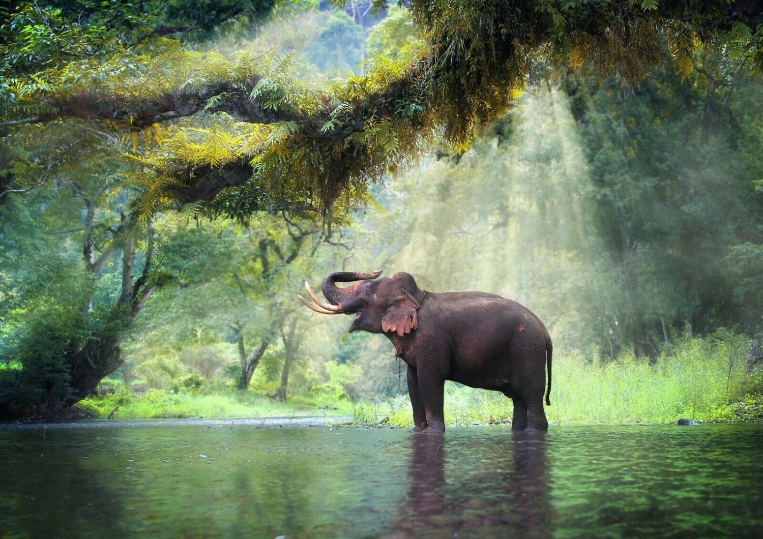 Elephant playing in the water