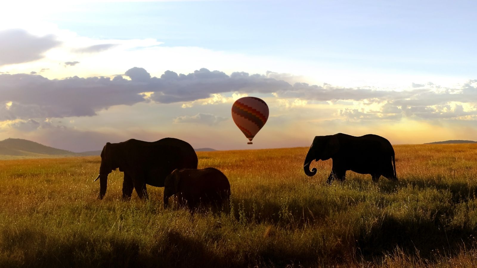 Herd of African elephants in the savannah and balloon. Africa. Tanzania.
